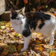  Cat and autumn