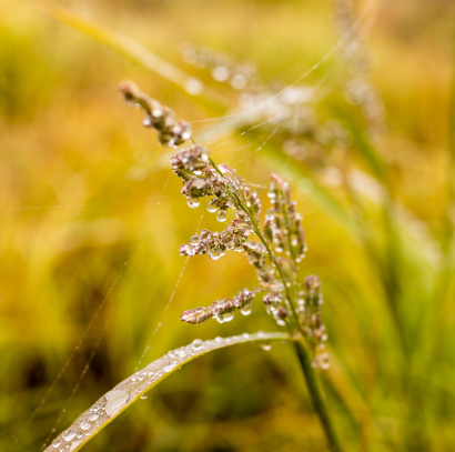 Dew