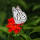 Beauty of butterfly