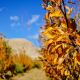 Autumn apple orchard