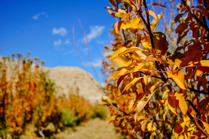 Autumn apple orchard