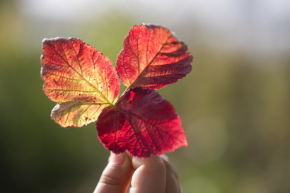 The bright red leaves in hand