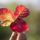The bright red leaves in hand