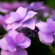 Mountain Hydrangea Trio of Buds  