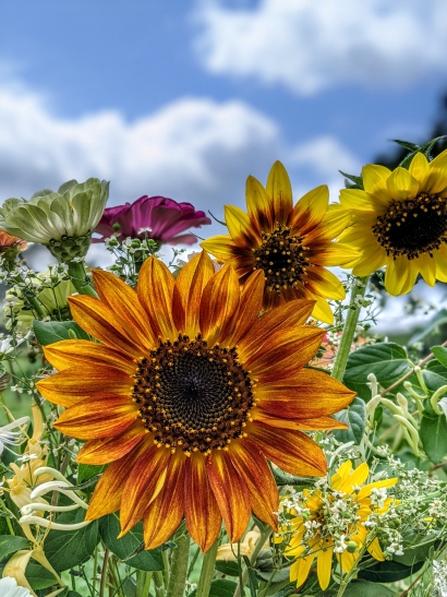 Bright Flowers, Blue Skies