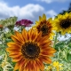 Bright Flowers, Blue Skies
