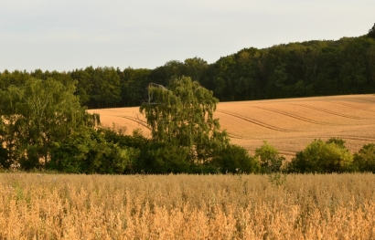 Landscape. Wheat field.
