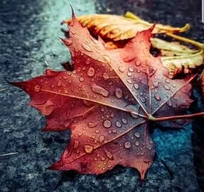 Fall