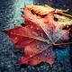 Fall
