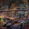 old-wooden-bridge-in-the-magic-garden