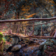 Old wooden bridge in the magic garden
