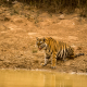 Thirsty Tiger