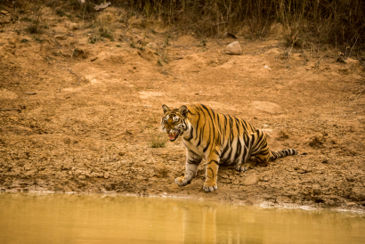 Thirsty Tiger