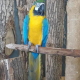 Parrot