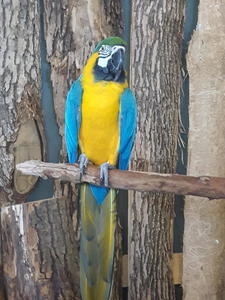 Parrot