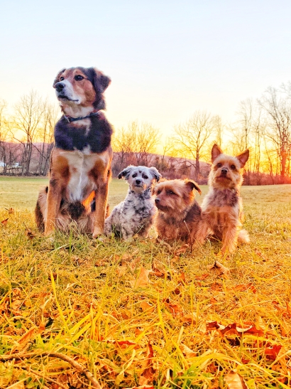 Country Crew