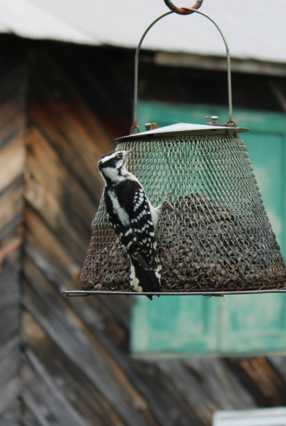 Woodpecker on the feeder