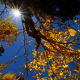 Fall in Himalayan Jungle