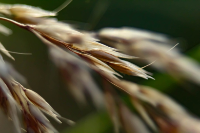 Grass in the autumn forest