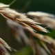 Grass in the autumn forest