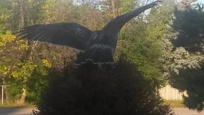 The Hawk