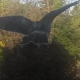 The Hawk