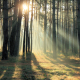 In morning rays 