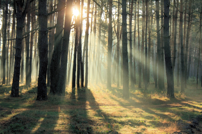 In morning rays