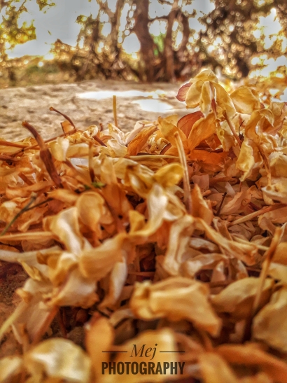Autumn Falls