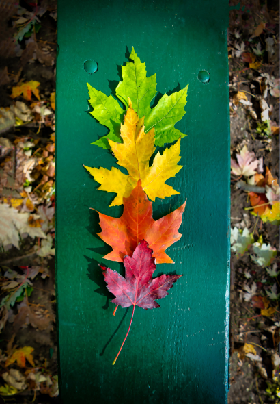 Lifecycle of leaf