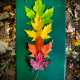 Lifecycle of leaf