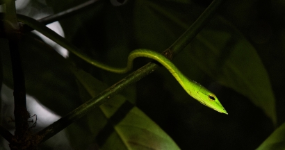 Vine snake