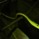 Vine snake