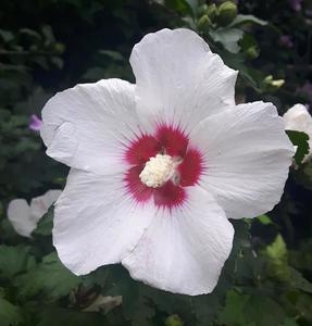 White Flower