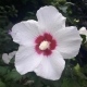 White Flower