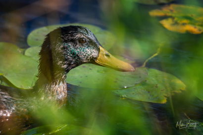 Juvenile Mallard Duck