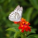 Beauty of butterfly