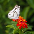 beauty-of-butterfly
