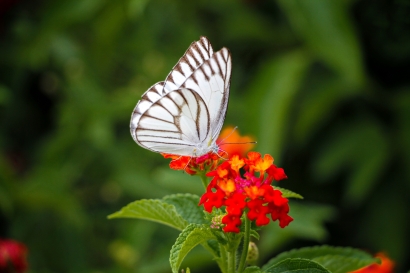 Beauty of butterfly