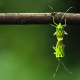 AIR MATING