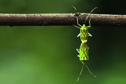AIR MATING