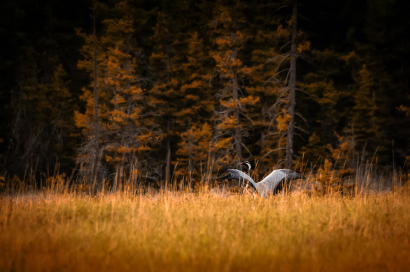 Alone with autumn