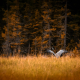 Alone with autumn