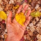 Colors of Autumn 