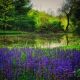 Morning Pond