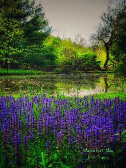 Morning Pond