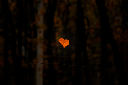 Heart Leaf
