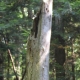 Wendy’s tree