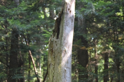Wendy’s tree