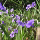 Violet Blooms